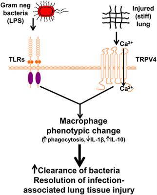 The Role of Transient Receptor Potential Vanilloid 4 in Pulmonary Inflammatory Diseases